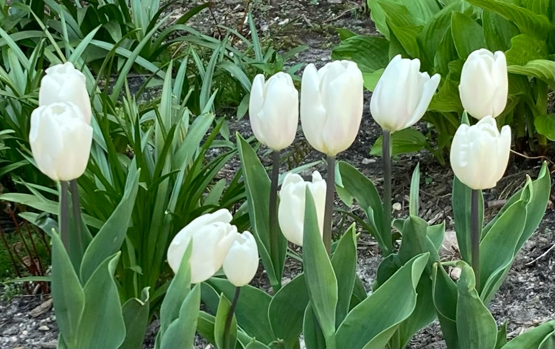 Dermot Tulips